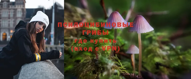 наркота  Перевоз  Псилоцибиновые грибы Psilocybe 